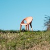 Bell Chair SD2904