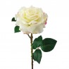 Rosa Regia L131