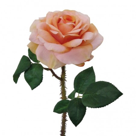 Rosa Regia L131