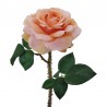 Rosa Regia L131