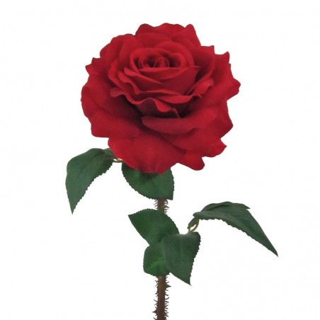 Rosa Regia L131