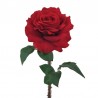 Rosa Regia L131