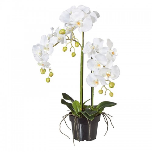 Orchidea L132