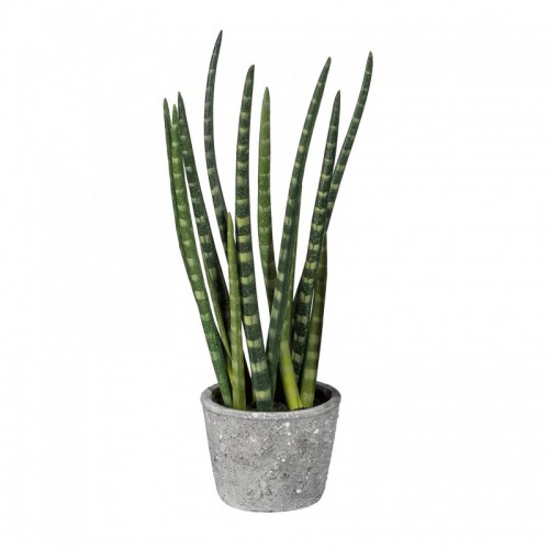 Sanseveria L177