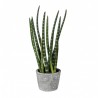 Sanseveria L177