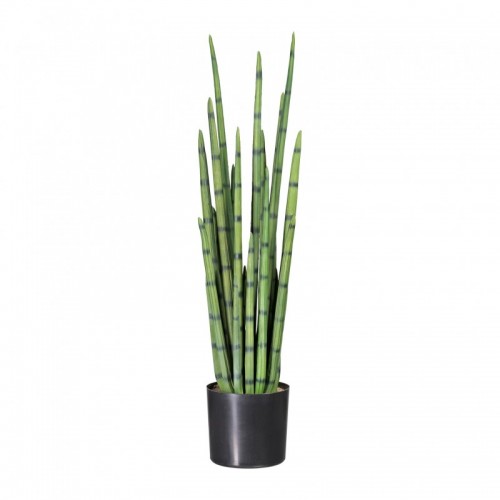 Sanseveria Big L183