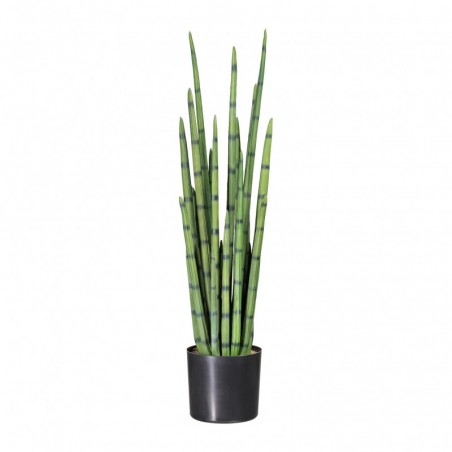 Sanseveria Big L183