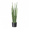 Sanseveria Big L183
