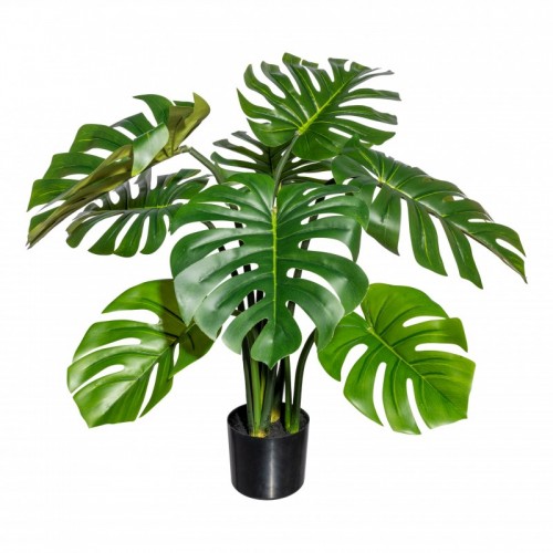 Splitphilodendron Big L185