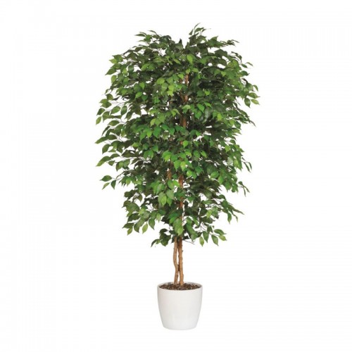 Ficus Benjamina L111/L112