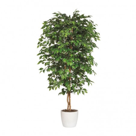 Ficus Benjamina L111/L112