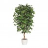 Ficus Benjamina L111/L112