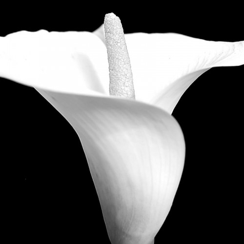 Flowers 0554
