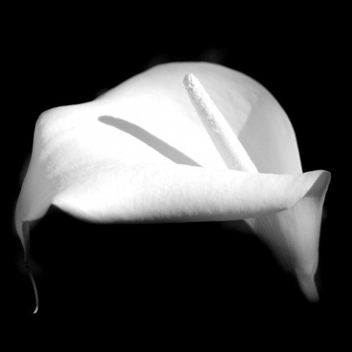 Flowers 0555