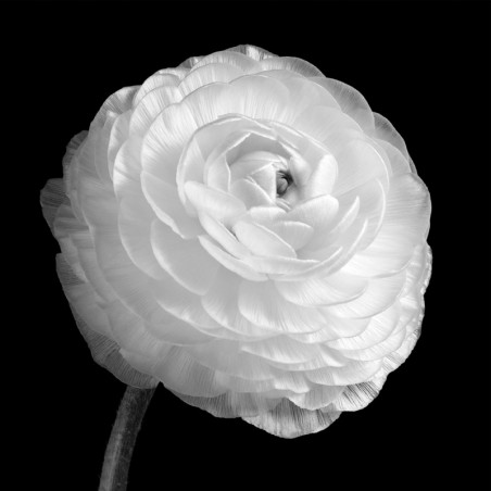 Flowers 0435
