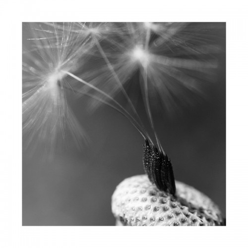 Flowers 0431