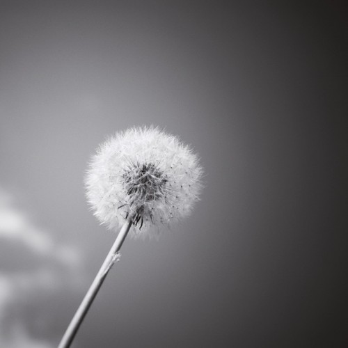 Flowers 0436
