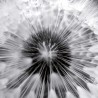Flowers 0432