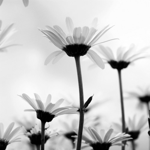 Flowers 1458