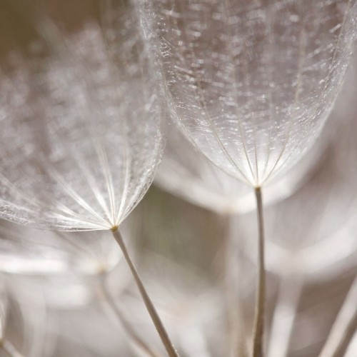 Flowers 0476