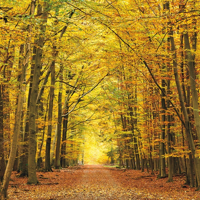 Sky Line 0690-I Adriani & Rossi Framework Sky Line 0690-I da 100x50 cm - Canvas